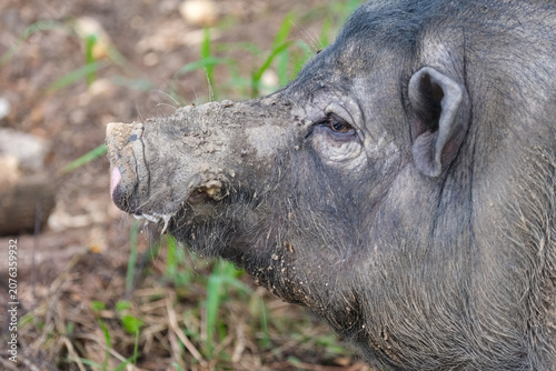 close up of a warthog