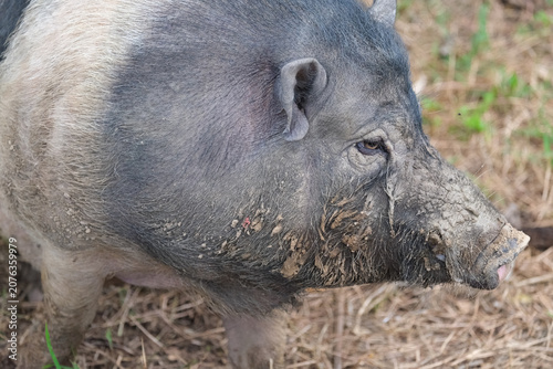 pig in mud