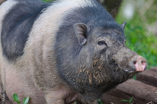 pig in mud