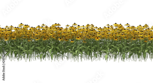 A dense patch of blooming yellow rudbeckia hirta flowers isolated on transparent background