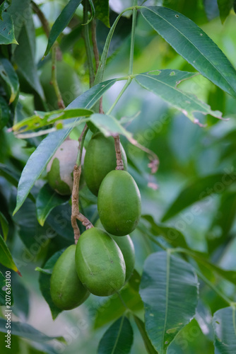 green olive tree on tree