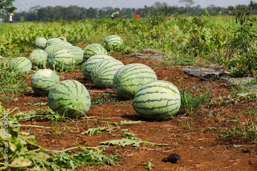 Ripe watermelons lie on rich, brown soil