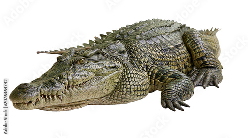 Foto Nile crocodile with scaly green skin and sharp teeth