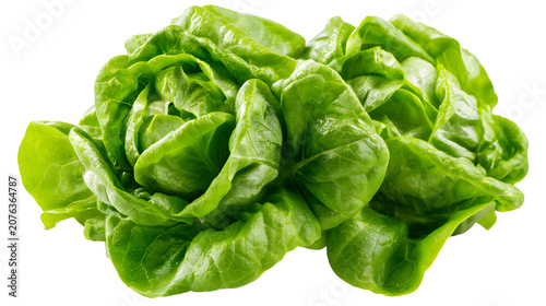 Fresh butter lettuce on white background, vibrant green leaves for healthy eating and salad preparation
