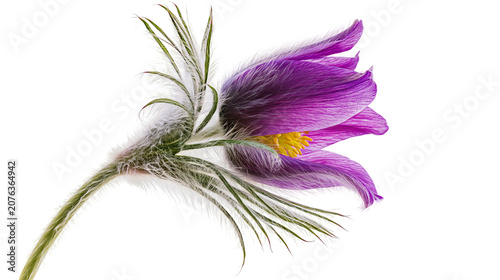 Photos Purple Pulsatilla flower with yellow center and fuzzy stem