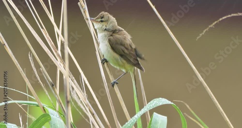 oriental reed warbler bird on the grass in a rain