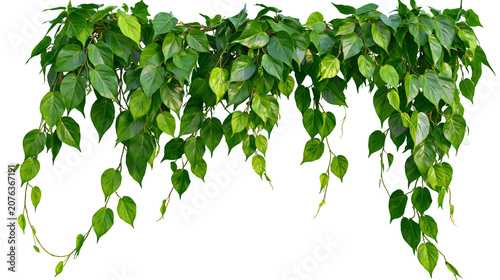 Photos Green heart-shaped leaves of a trailing vine plant