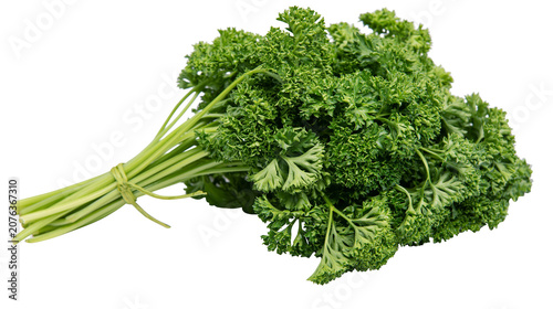 Curly parsley bunch with green stems tied with string