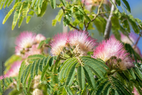 Foto Gros plan sur les fleurs d'un arbre à soie