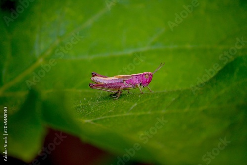Bild auf Leinwand Pink grasshopper (erythrism) on leaf