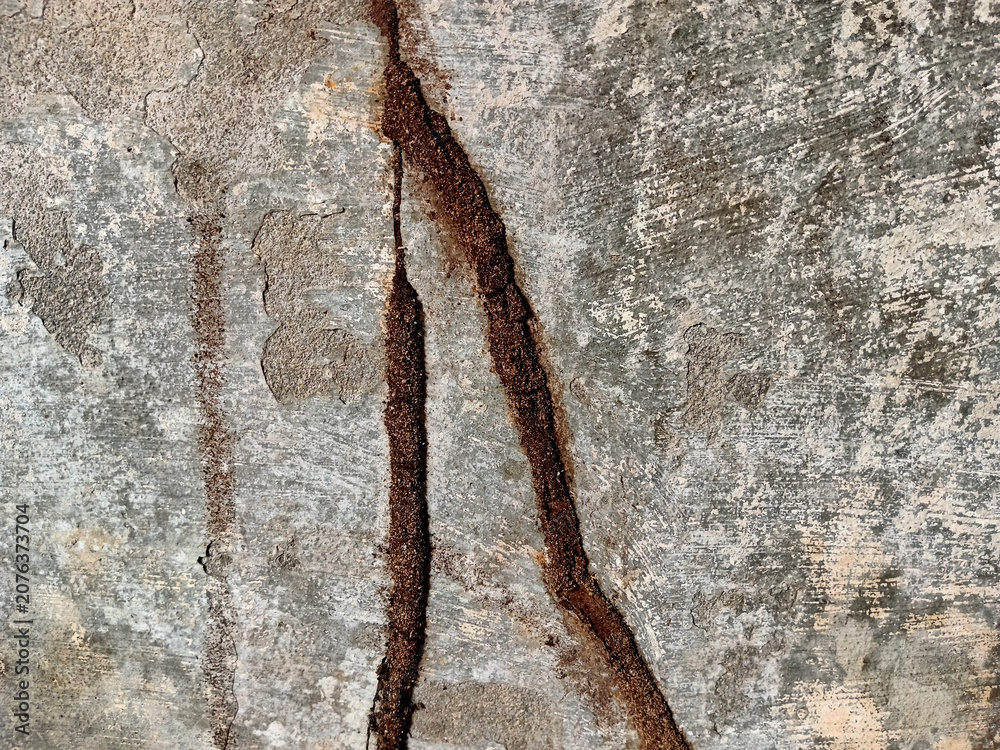 Fototapeta premium Termite Mud Tubes on Concrete Wall Texture Background