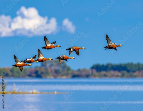 Colorful Ducks Flying in Formation Over Blue Lake on Sunny Day