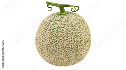 Foto Cantaloupe melon with green stem and tendrils
