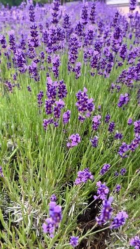 Vibrant lavender blooms fill the scene, creating a serene and aromatic landscape. The image captures the abundance and natural beauty of lavender plants during the peak flowering season