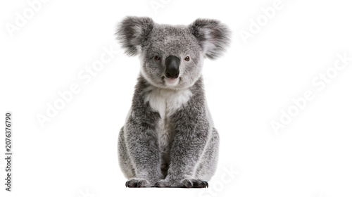 Photography Cute koala bear sitting front view fluffy grey fur, black nose