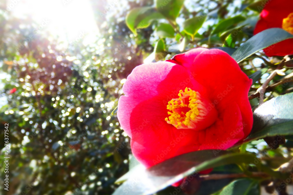 Obraz premium Vivid red camellia glowing in soft backlight with golden stamens