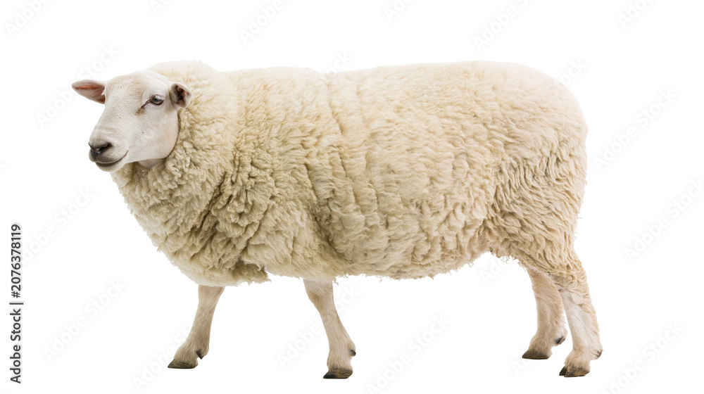 Fototapeta premium White sheep with thick wool standing