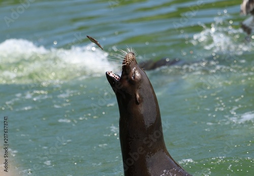 Californian Sea Lion eating a fish