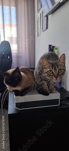 cat and mouse