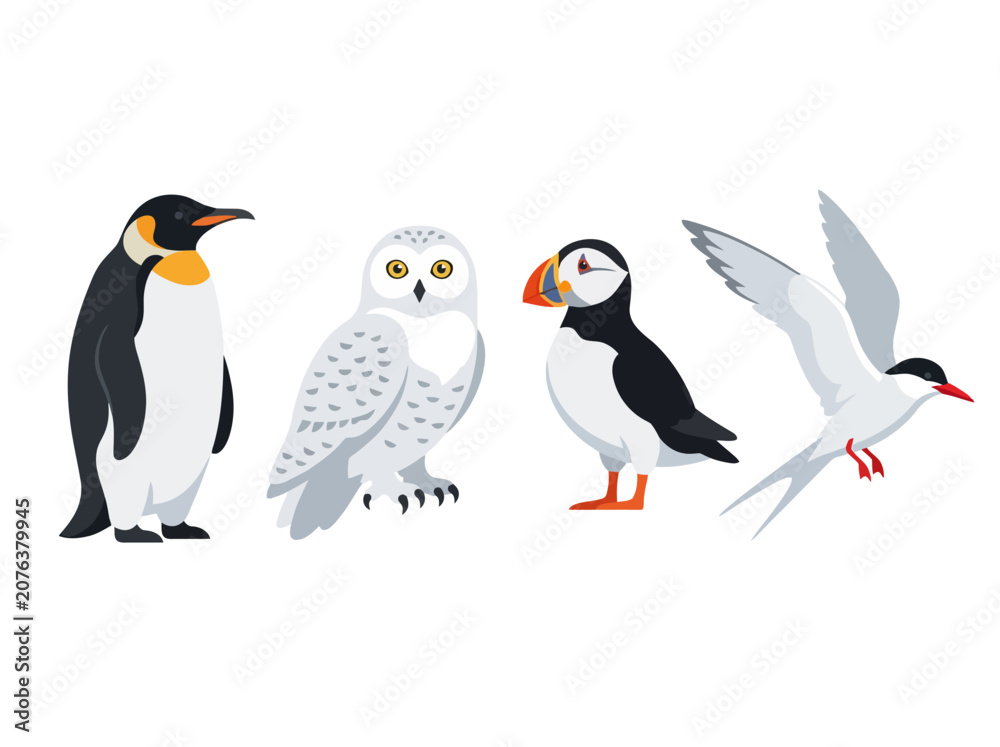Obraz premium A collection of four distinct arctic and polar bird species illustrated in a clean vector style.