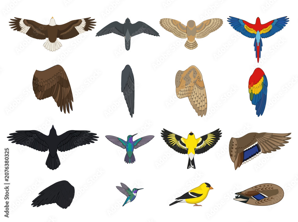 Obraz premium A collection of various bird species shown in flight and perched positions.