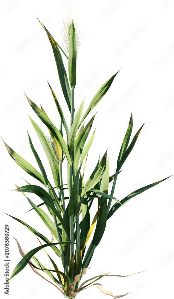 Obraz premium field, plant, agriculture, corn, nature, food, leaf, farm, grass, rosemary, summer, crop, herb, isolated, growth, sky, farming, maize, landscape, leaves, wheat, rural, garden, vegetable, organic, farm