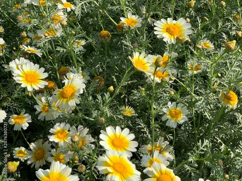 Fototapeta premium White and yellow daisies in a lush green field. Vibrant flowers with white petals and yellow centers. Summer floral landscape with natural sunlight.