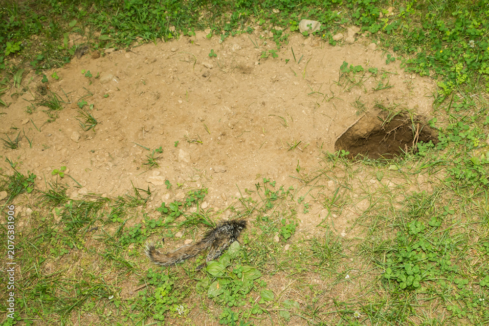 Fototapeta premium Red Fox Den in a residential backyard with remains of a Gray Squirrel near the entrance.