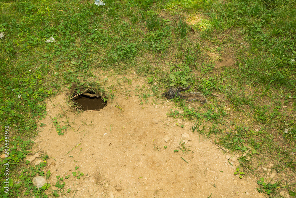Fototapeta premium Red Fox Den in a residential backyard with remains of a Gray Squirrel near the entrance.