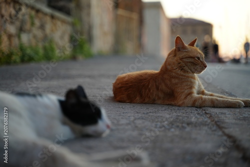 Fotografie Two cats lying on a sunlit pavement, one ginger cat alert and gazing forward, while the other rests peacefully