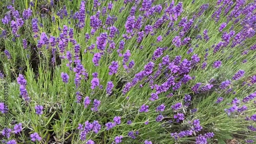 field of lavender, Lush Lavender Field in Full Bloom
