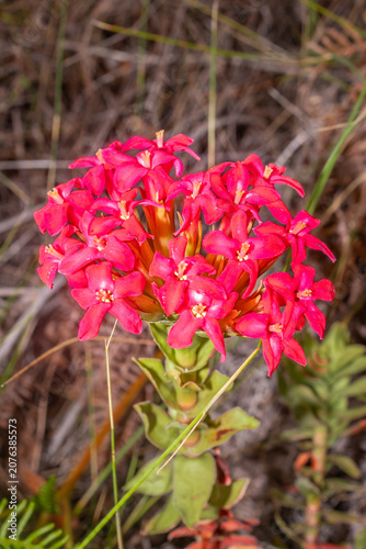 Red Crassula Flower Blooming on Table Mountain Hike in Cape Town