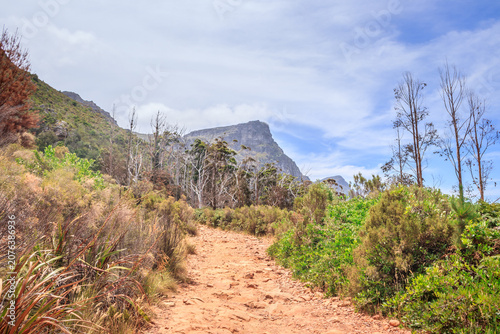 Table Mountain Hiking Trail with Fynbos and Cliffs Above Kirstenbosch Cape Town