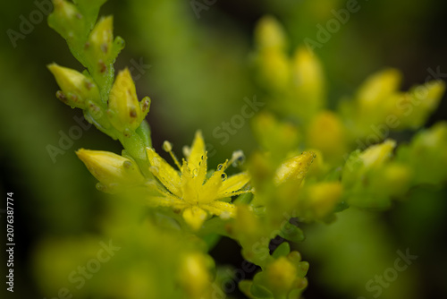 Foto Beautiful tiny yellow flowers of stonecrop (Sedum).