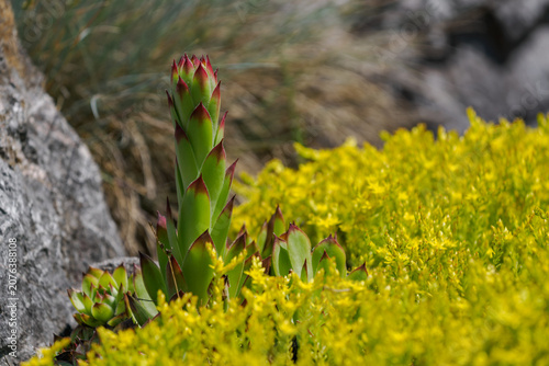 Canvas Print Growing stem of a houseleek (Sempervivum) above yellow flowers of stonecrop (Sedum)