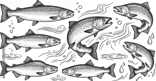 Quadro em tela Hand drawn salmon fish vector sketch set with jumping swimming trout underwater