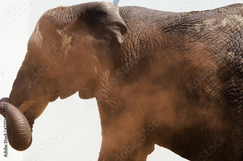 Photography An elephant showering itself with red sand