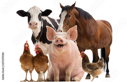 Funny pink pig sitting on its bottom with happy smile, dairy cow standing beside it, friendly horse, curious goat and several chickens gathered together, looking directly at camera, playful farm anima