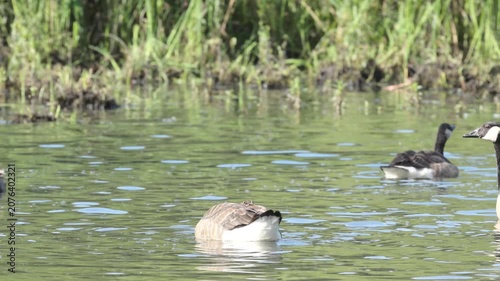 A dabbling Canada goose, Canada goose eating algae from the lake, reeds; large geese; a flock of Canada geese, reeds in the pond; sunny day; large wingspan; Branta canadensis