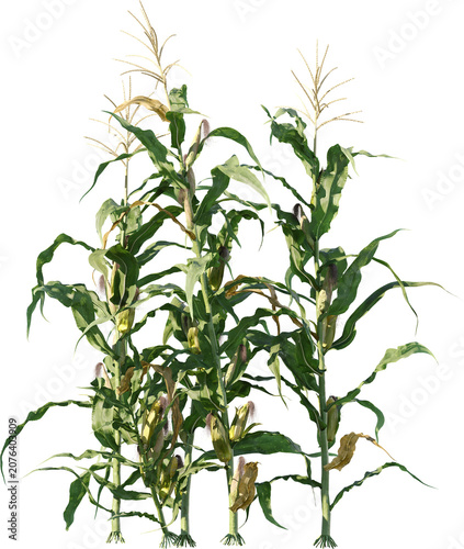 field, plant, agriculture, corn, nature, food, leaf, farm, grass, rosemary, summer, crop, herb, isolated, growth, sky, farming, maize, landscape, leaves, wheat, rural, garden, vegetable, organic, farm