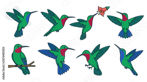 Set of colorful hummingbird illustrations in various flying and resting poses.