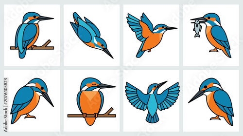 Set of vector kingfisher bird illustrations in different poses and actions.
