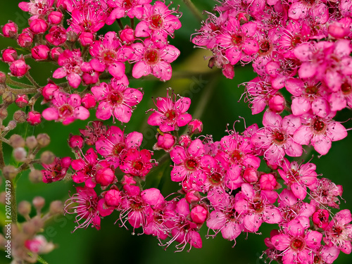 Konstfotografi Pink spiraea japonica flowers blooming in a spring garden