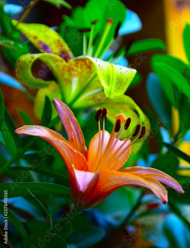 red and yellow lily