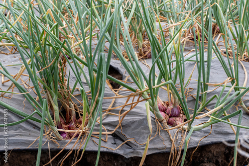 Fresh Red Shallot Growing in Garden Soil with Green Leaves Ready for Harvest, Organic Shallot Plantation with Healthy Red Onion Bulbs Growing in Agricultural Field