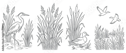 Photography Set of marsh land nature scenes with birds and cat tails.
