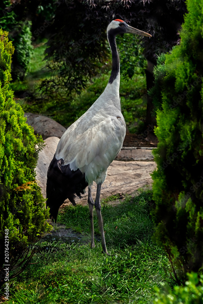 Fototapeta premium Black-necked crane on the lawn. Latin name - Grus nigricollis