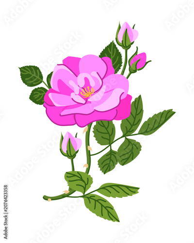 Vector branch of pink roses. A popular Victorian motif. A symbol of love and passion. Clipart for Valentine's Day cards, weddings, and Mother's Day. For perfumes, cosmetics, and herbal teas. Rose hips