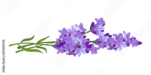 Lavender sprigs lie on table. Composition of summer purple flowers. A rustic clipart for perfumes and cosmetics. Lavandin in a flat style ingredients for essential oil. Lavandula on white background