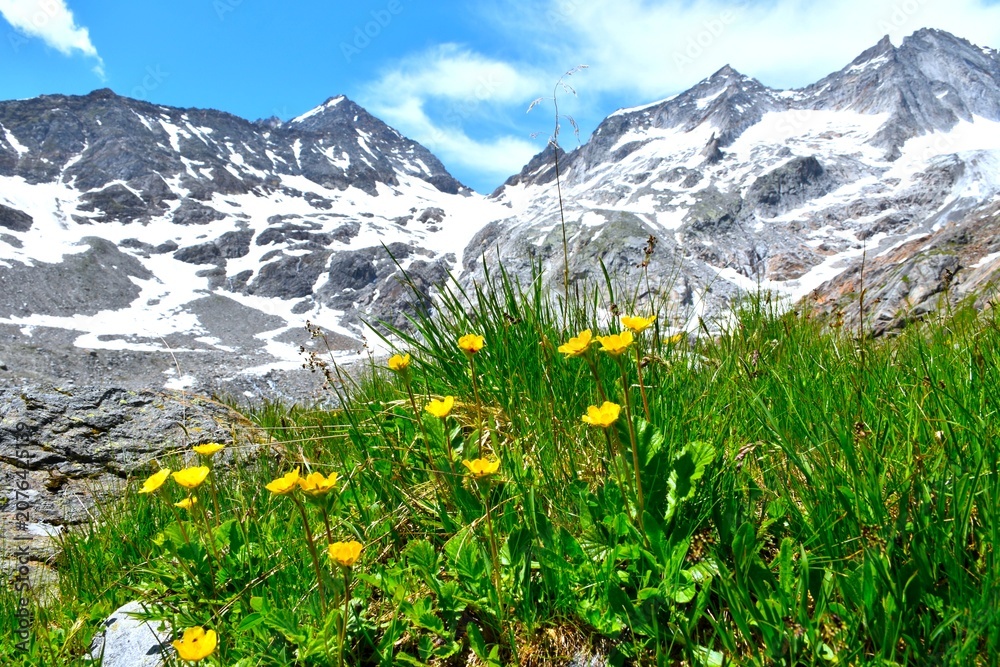 Fototapeta premium Yellow alpine avens (Geum montanum) in selective focus with snow covered mountain peaks in Mauertal in High Tauern, East Tyrol, Austria